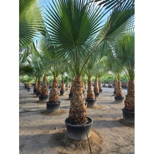 Washingtonia Filifera Tr 100/120